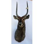 A CAPE AND HEAD MOUNT OF A WATERBUCK, with approx. 28in. horns