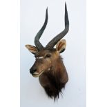 A CAPE AND HEAD MOUNT OF A NYALA (tragelaphus angasii) with approx. 25in. horns
