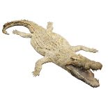 A FULL-MOUNT OF A ZAMBIAN CROCODILE, measuring approx. 168in. x 51in..