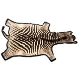 A FULL RUG-MOUNT OF A ZEBRA (Equus quagga), lined with black baize, measuring approx. 10 ft. x 5ft..