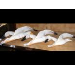 Set of three graduated Beswick seagulls - Nos. 658-2,