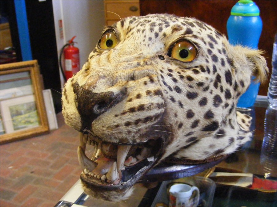 Victorian stuffed and mounted Leopard's head, toge - Image 5 of 7