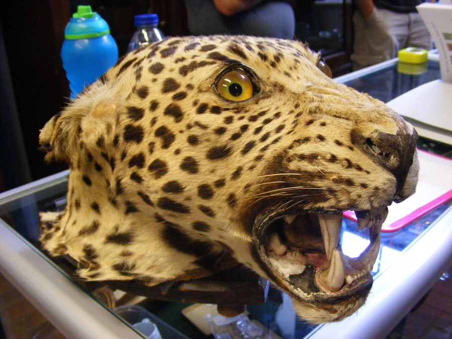 Victorian stuffed and mounted Leopard's head, toge - Image 6 of 7