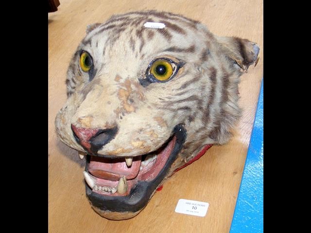 Victorian stuffed and mounted Tiger's head