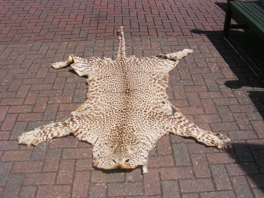 Victorian stuffed and mounted Leopard's head, toge - Image 2 of 7