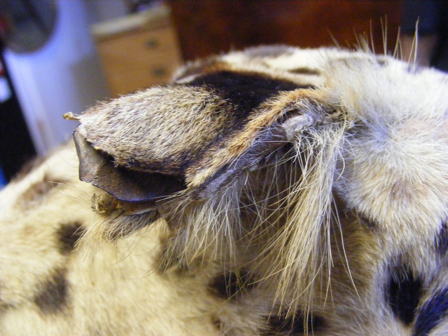Victorian stuffed and mounted Leopard's head, toge - Image 7 of 7