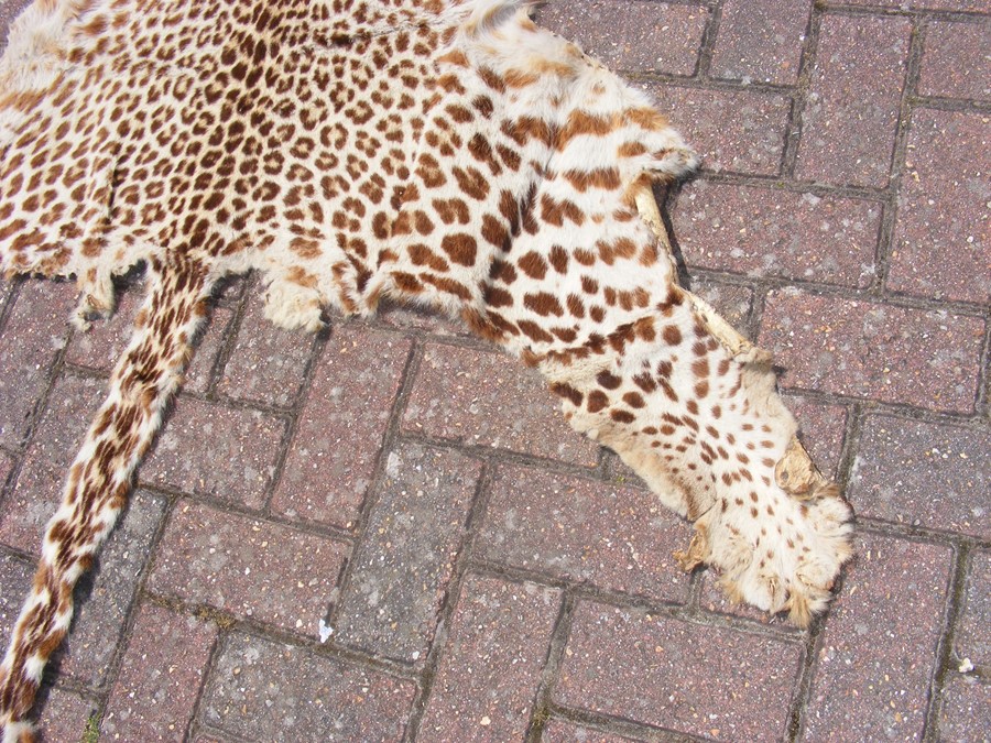 Victorian stuffed and mounted Leopard's head, toge - Image 4 of 7