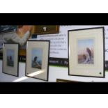 Three limited edition coloured prints of bird of p