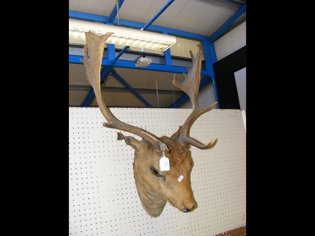 Antique stuffed and mounted Stag's head - 70cm