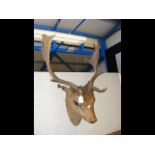 Antique stuffed and mounted Stag's head - 70cm