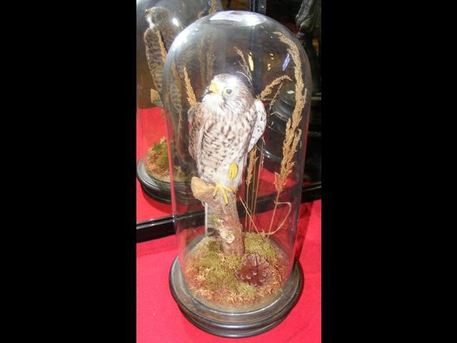 Victorian stuffed and mounted bird of prey under g