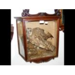 A taxidermy of bird of prey in Victorian mahogany