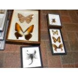 A mounted butterfly montage, together with others