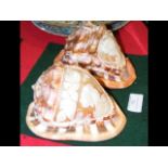 A 14cm carved conch Cameo shell and one other