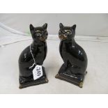 A pair of black cats