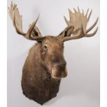 IMPRESSIVE BULL MOOSE MOUNT