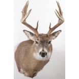 A WHITE-TAILED BUCK MOUNT