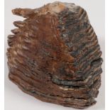 A FOSSILIZED MAMMOTH TOOTH
