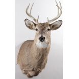 A WHITE-TAILED BUCK MOUNT