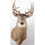 A WHITE-TAILED BUCK MOUNT