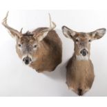 A PAIR OF WHITE-TAILED DEER MOUNTS