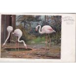Postcards-Zoological Society Chromo postcard Flamingoes, used, pub Schultz + Co.