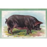 Postcards-Pigs-1912 used Tucks postcard – a large black Sussex sour-Tuck educational series No.4