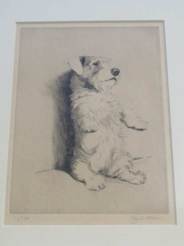 CECIL ALDIN, signed limited edition etching "Portrait of begging Dog", 7" x 5"