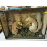 TAXIDERMY; A pair of red squirrels holding nuts in glass case, 18.5" wide x 13.5" high