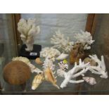 SEA SHELLS & CORAL, collection of assorted exotic shells and coral
