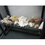 SHELL COLLECTION; A collection of conch and other shells