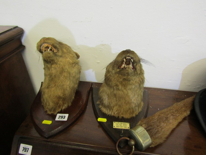 TAXIDERMY, 2 shield mounted otters head trophys, 1 with tail