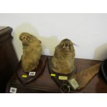 TAXIDERMY, 2 shield mounted otters head trophys, 1 with tail