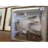 TAXIDERMY, cabinet cased "Kestrel" 13" height and width