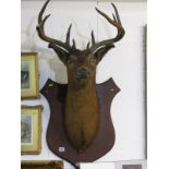 TAXIDERMY, a mounted Stags head on a shield shaped mahogany plinth with plaque mounted by George V