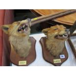 TAXIDERMY, 2 shield mounted foxes heads "Blagdon 1921" and "Hollacombe 1920"