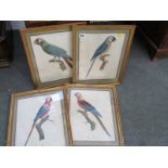 GEORGIAN BIRD ENGRAVINGS, set of 4 coloured engravings including "L'Ara Rauna", 12" x 10"