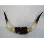 BUFFALO HORNS, a set of Buffalo horns 23" spread
