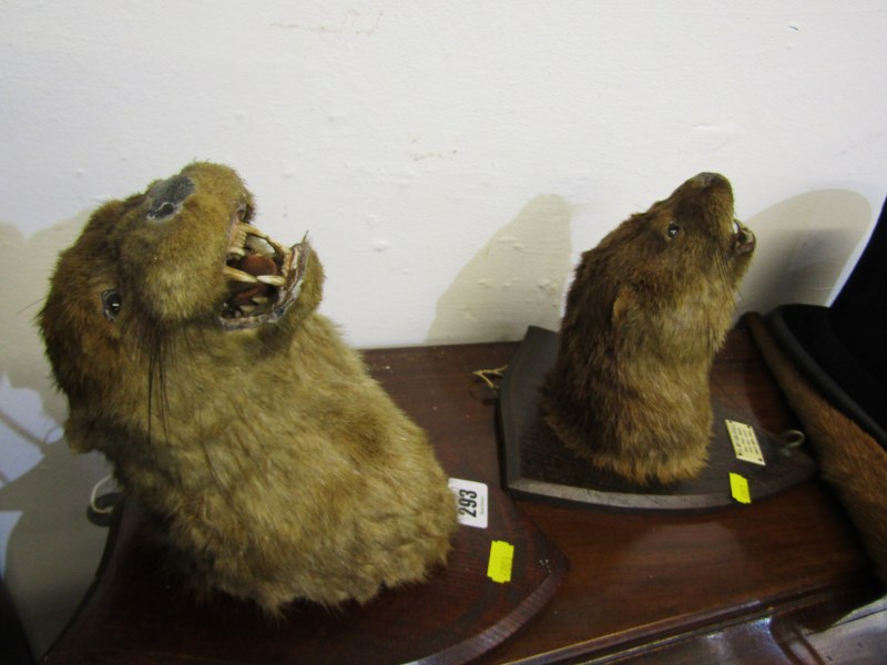 TAXIDERMY, 2 shield mounted otters head trophys, 1 with tail - Image 2 of 2