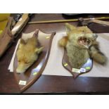 TAXIDERMY, 2 oak shield mounted foxes heads, "Graddon Moor" and "North Lew"