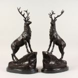 AFTER J. MOIGNIEZ. A PAIR OF BRONZE STAGS on marble bases. 18ins high.