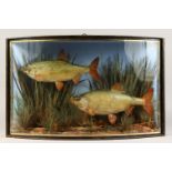 AN EARLY 20TH CENTURY FISH TAXIDERMY by W. F. HOMER, LONDON, with two roach mounted in a