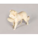 A EUROPEAN CARVED IVORY MINIATURE ST BERNARD DOG. 2ins long.