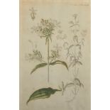 19th Century Dutch School. "Flora Danica", Botanical Study of a Campion Plant, Numbered '543',