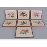 A SET OF SEVEN PICTURES OF FLOWERS, on rice paper.