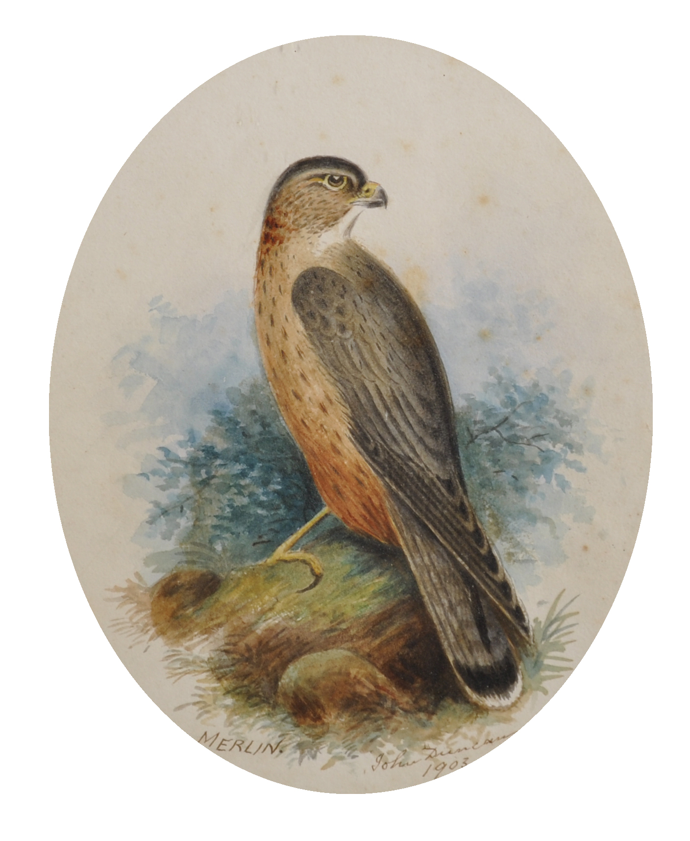 John Duncan (19th-20th Century) British. "Merlin", Study of a Bird of Prey, Watercolour, Signed,