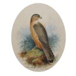 John Duncan (19th-20th Century) British. "Merlin", Study of a Bird of Prey, Watercolour, Signed,