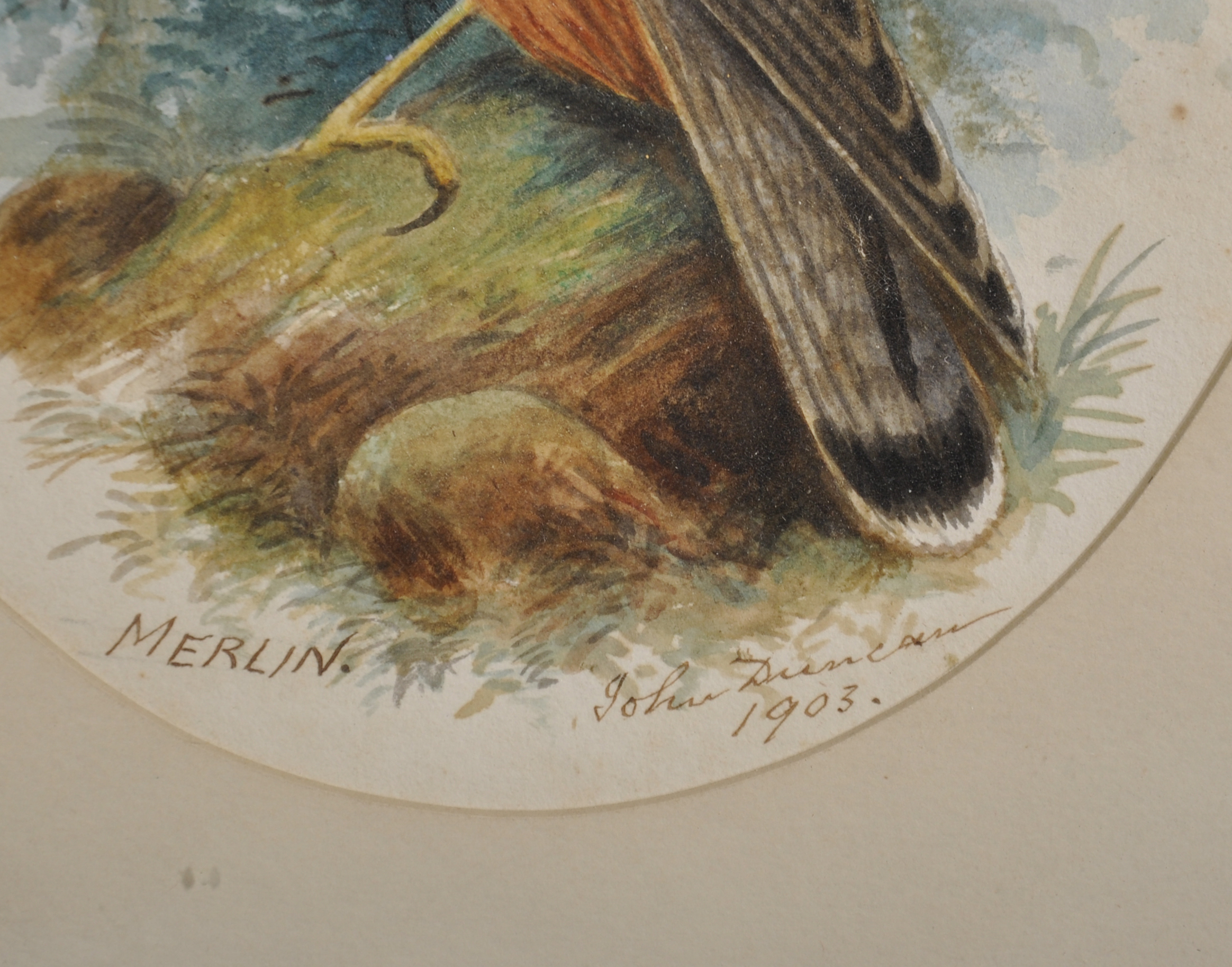 John Duncan (19th-20th Century) British. "Merlin", Study of a Bird of Prey, Watercolour, Signed, - Image 3 of 4