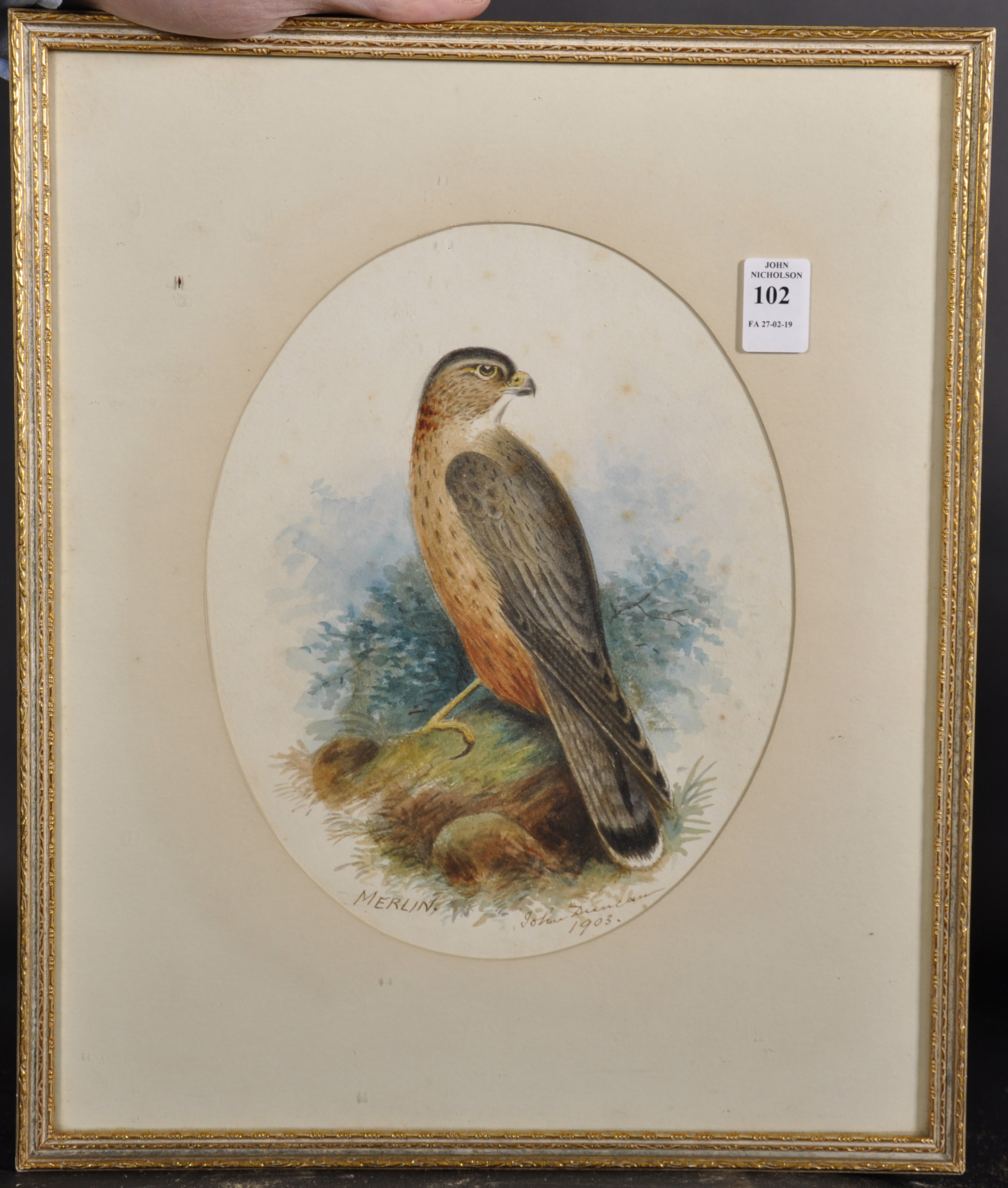 John Duncan (19th-20th Century) British. "Merlin", Study of a Bird of Prey, Watercolour, Signed, - Image 2 of 4