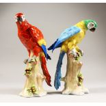 A PAIR OF SITZENDORF PARROTS, both modelled standing on a naturalistic tree stump. 9ins high.